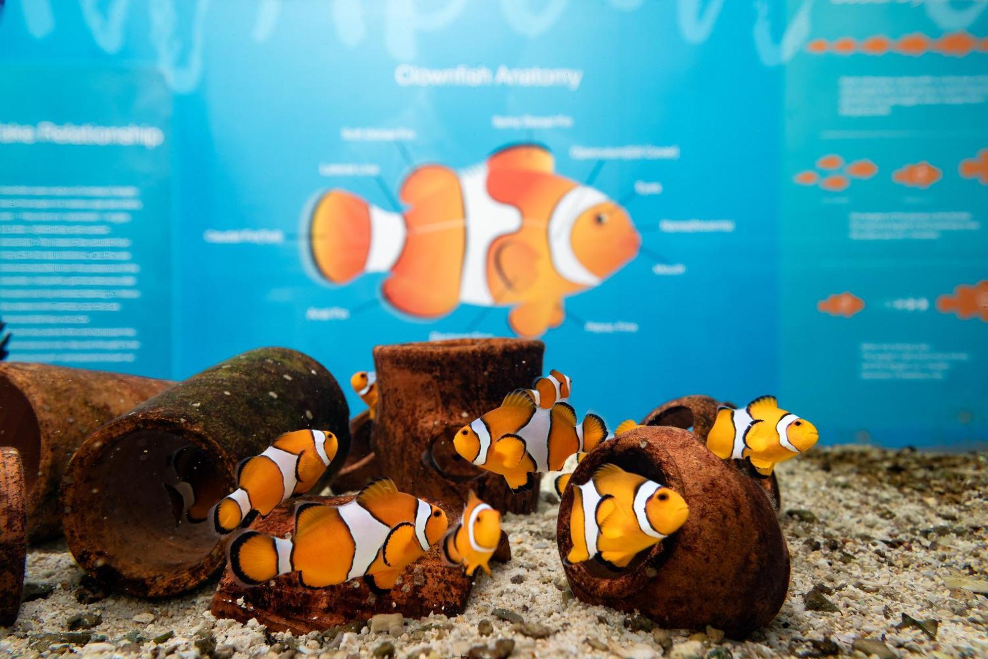Saii Phi Phi Island Village Esterno foto Clownfish